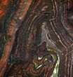 Polished Tiger Iron Stromatolite - ( Billion Years) #92970-1